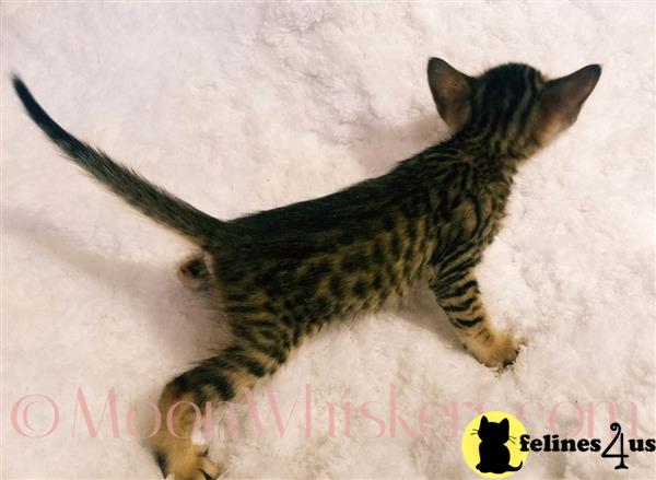 MoonWhiskers Picture 3
